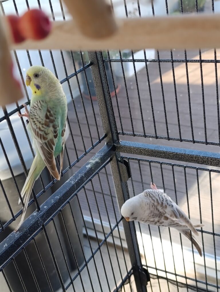 QUE MASCOTAS